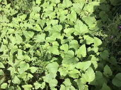 Xanthium strumarium
