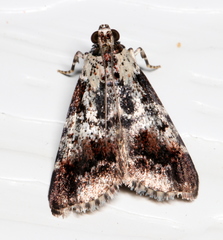 Orthaga rubridiscalis