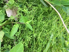 Galium palustre