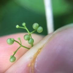 Galium palustre