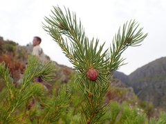Protea nana