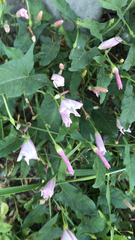 Convolvulus arvensis