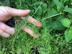 Galium palustre