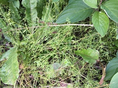 Galium palustre