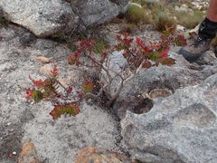 Crassula undulata