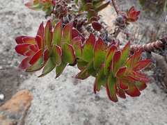 Crassula undulata