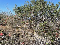Calliandra peninsularis