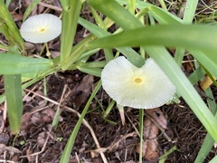 Leucocoprinus fragilissimus image