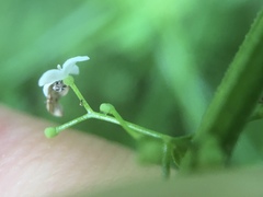 Galium palustre