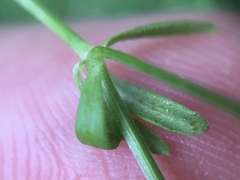 Galium palustre