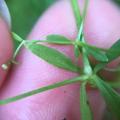 Galium palustre