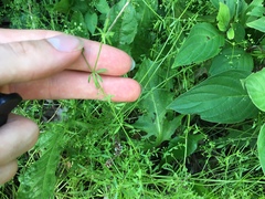 Galium palustre