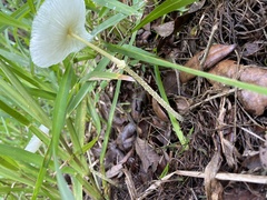 Leucocoprinus fragilissimus image