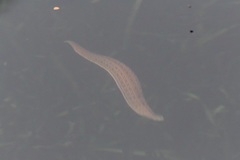 Whitmania pigra