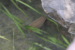 Whitmania pigra