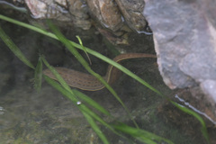 Whitmania pigra