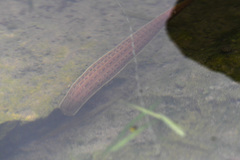 Whitmania pigra