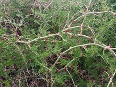 Asparagus multiflorus