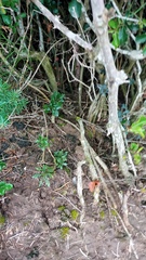 Asparagus multiflorus