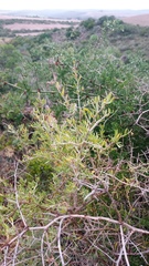 Asparagus multiflorus