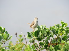 Prinia maculosa exultans