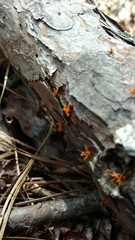 Calocera furcata