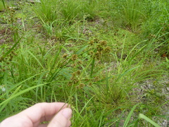 Scirpus atrovirens