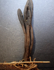 Geoglossum glabrum