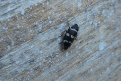 Planaphrodes