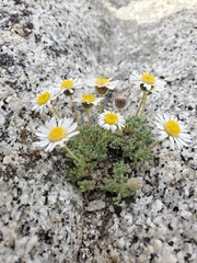 Erigeron vagus
