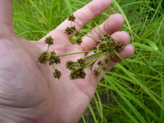 Scirpus atrovirens