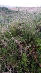 Asparagus multiflorus