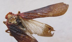 Cerogenes auricoma