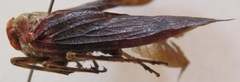 Cerogenes auricoma