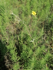 Potentilla virgata
