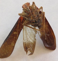 Cerogenes auricoma