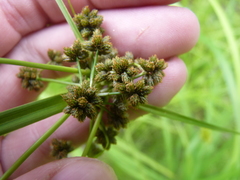 Scirpus atrovirens
