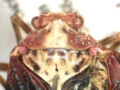 Cerogenes auricoma