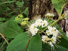 Callicarpa acuminata