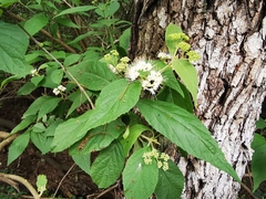 Callicarpa acuminata