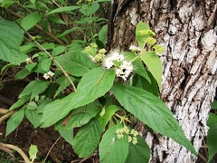 Callicarpa acuminata