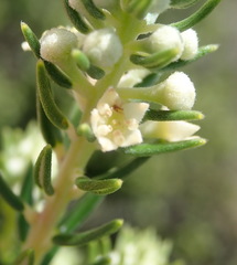 Phylica axillaris axillaris