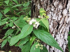 Callicarpa acuminata