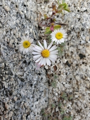 Erigeron vagus
