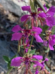 Clarkia mosquinii