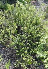 Phylica axillaris axillaris