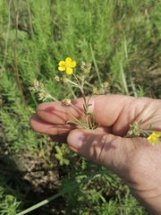 Potentilla virgata