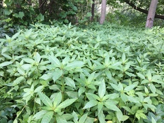Impatiens glandulifera