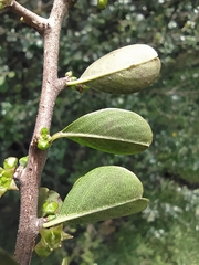 Condalia thomasiana