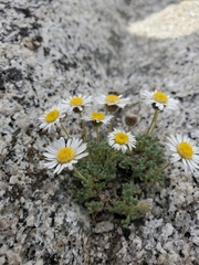 Erigeron vagus